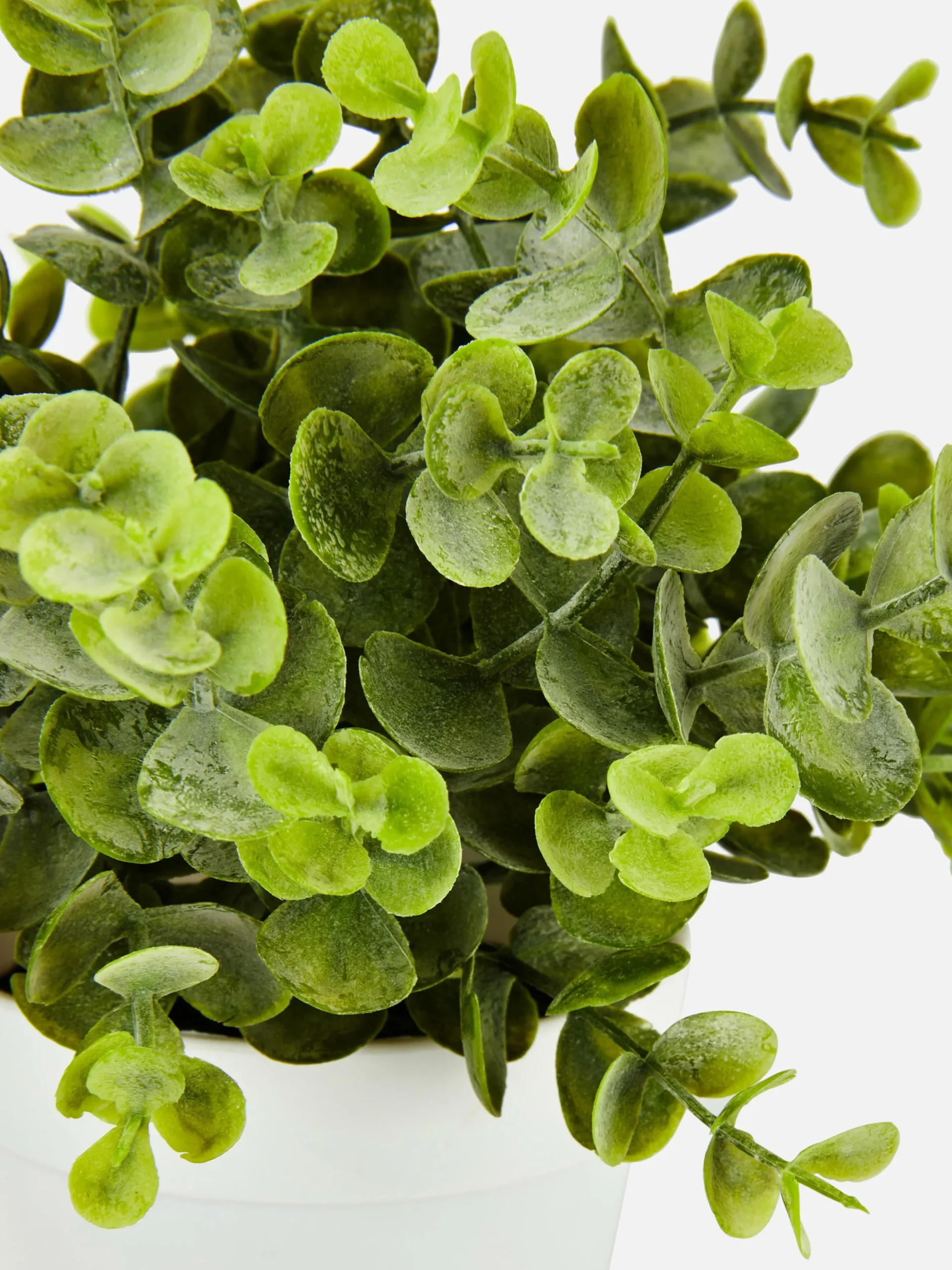 Pequeña Planta De Eucalipto Artificial